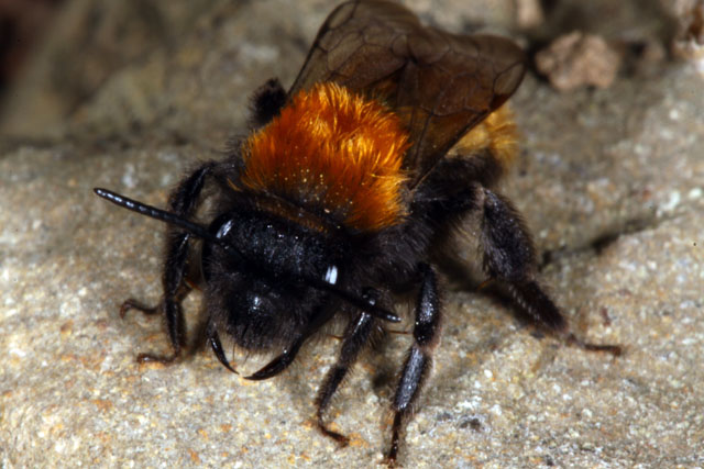 Andrena fulva - Copyright Denis Bourgeois